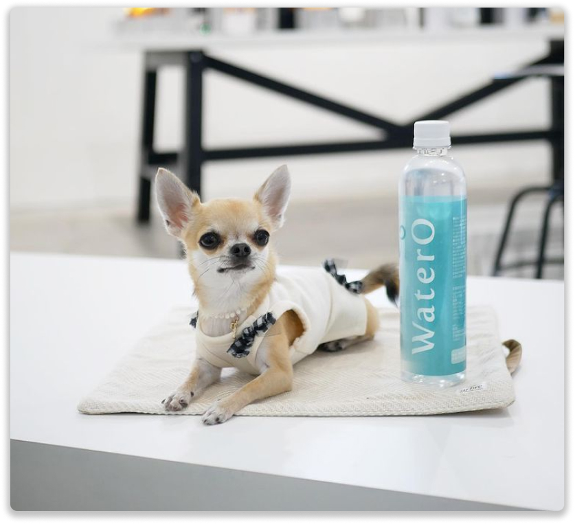 WaterO Official Store 日本初犬猫用酸素補給水 ウォテロトップページ